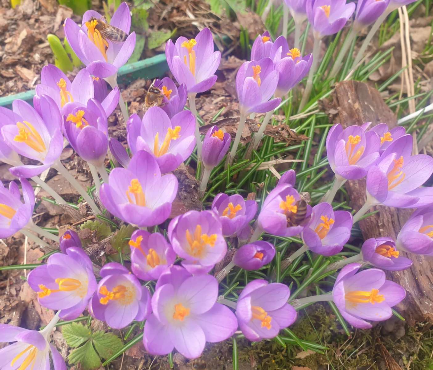 пролетни минзухари през февруари онлайн пъзел
