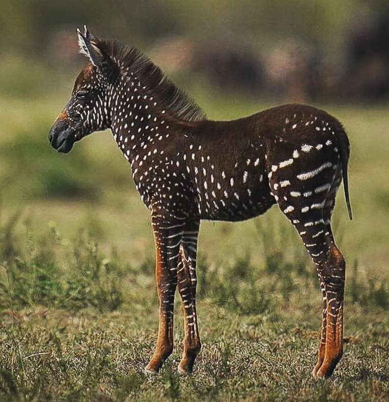 Tira, zebran som föddes med prickar. pussel på nätet