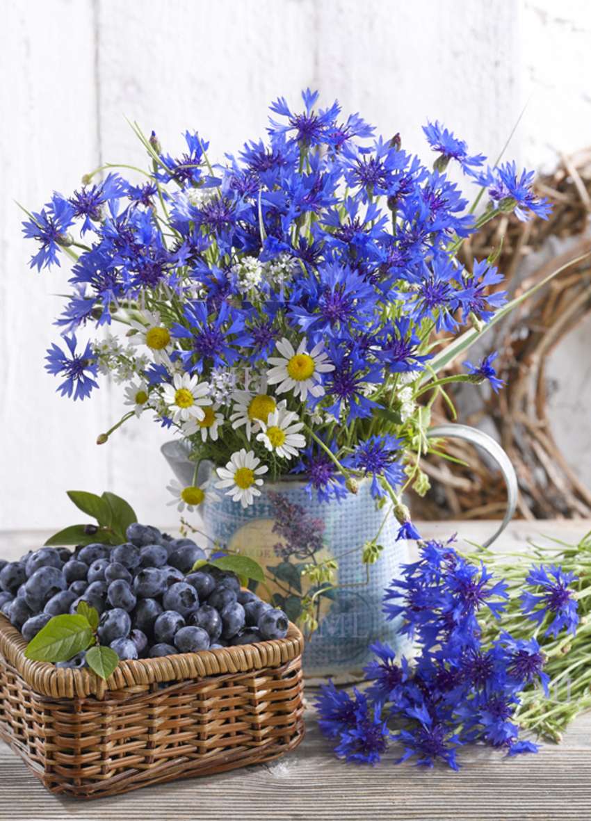 Myrtilles et bleuets, vivement l'été! онлайн пъзел