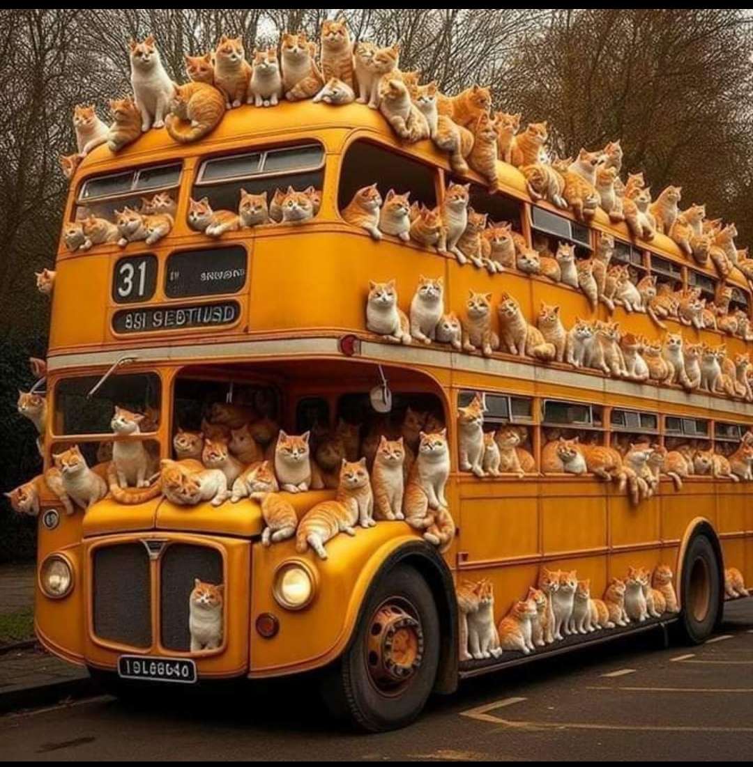 Autobus s kočkami skládačky online