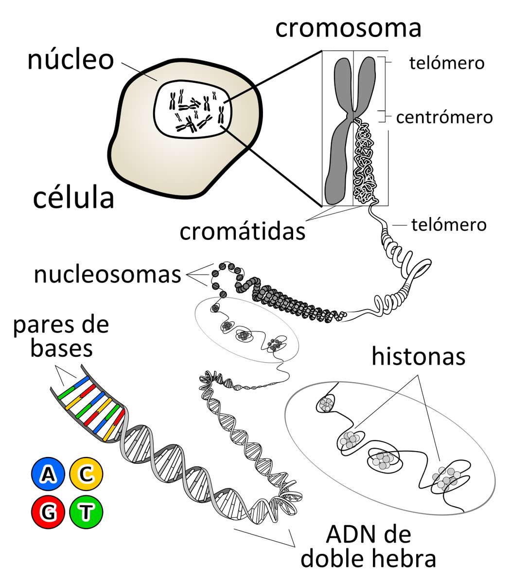 DNA is DNA DNA online puzzle