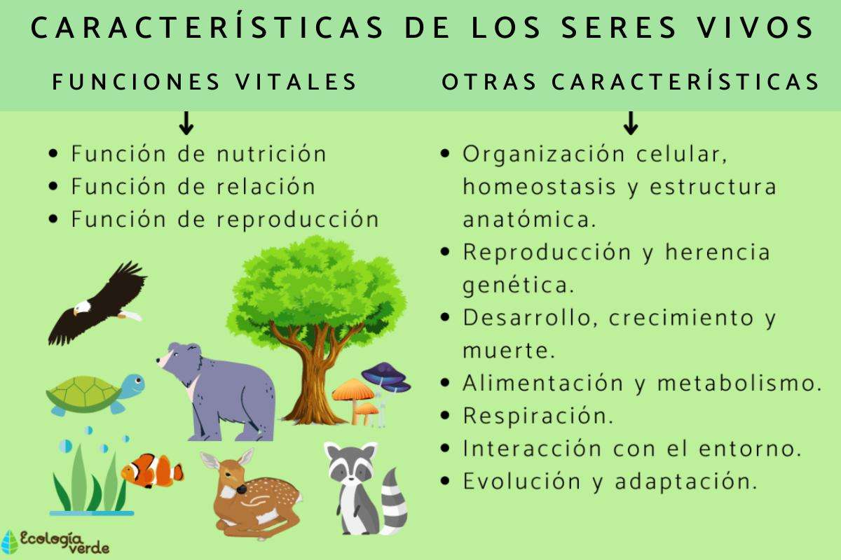 Características de los seres vivos rompecabezas en línea