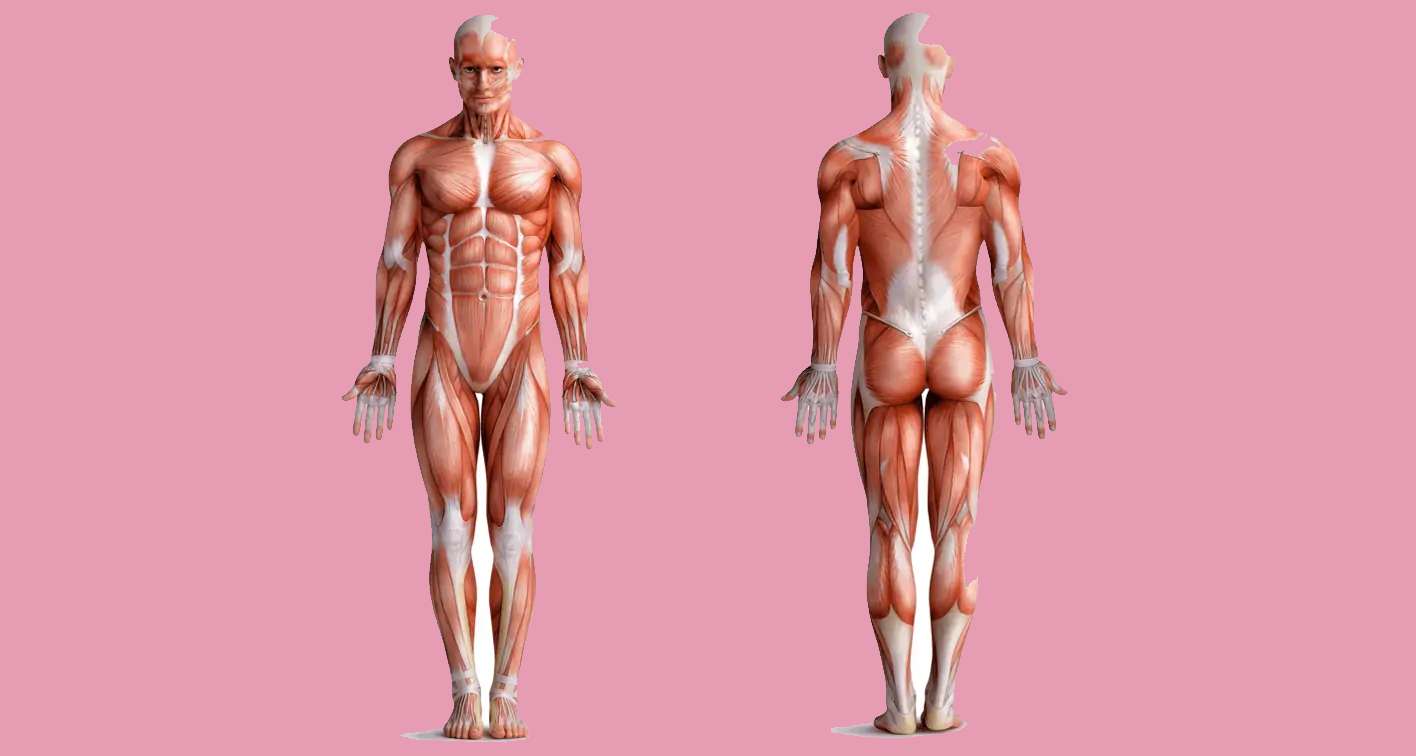Anatomische posities legpuzzel online