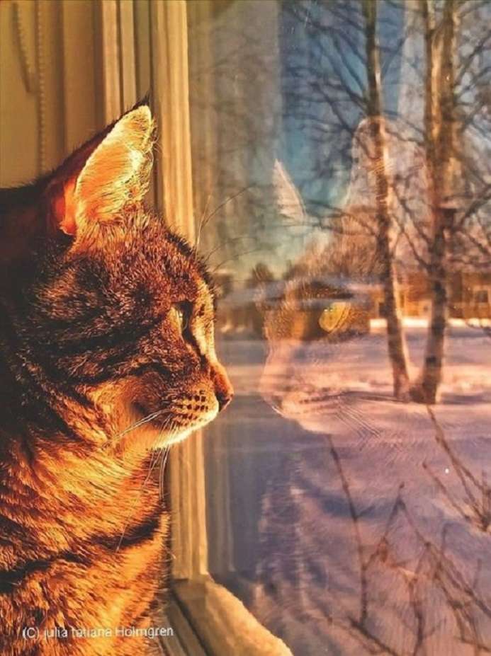 кот у окна пазл онлайн