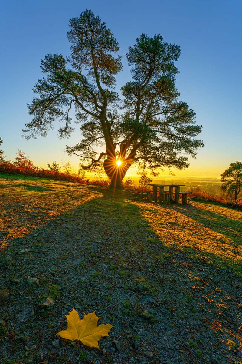 Un albero al sole puzzle online