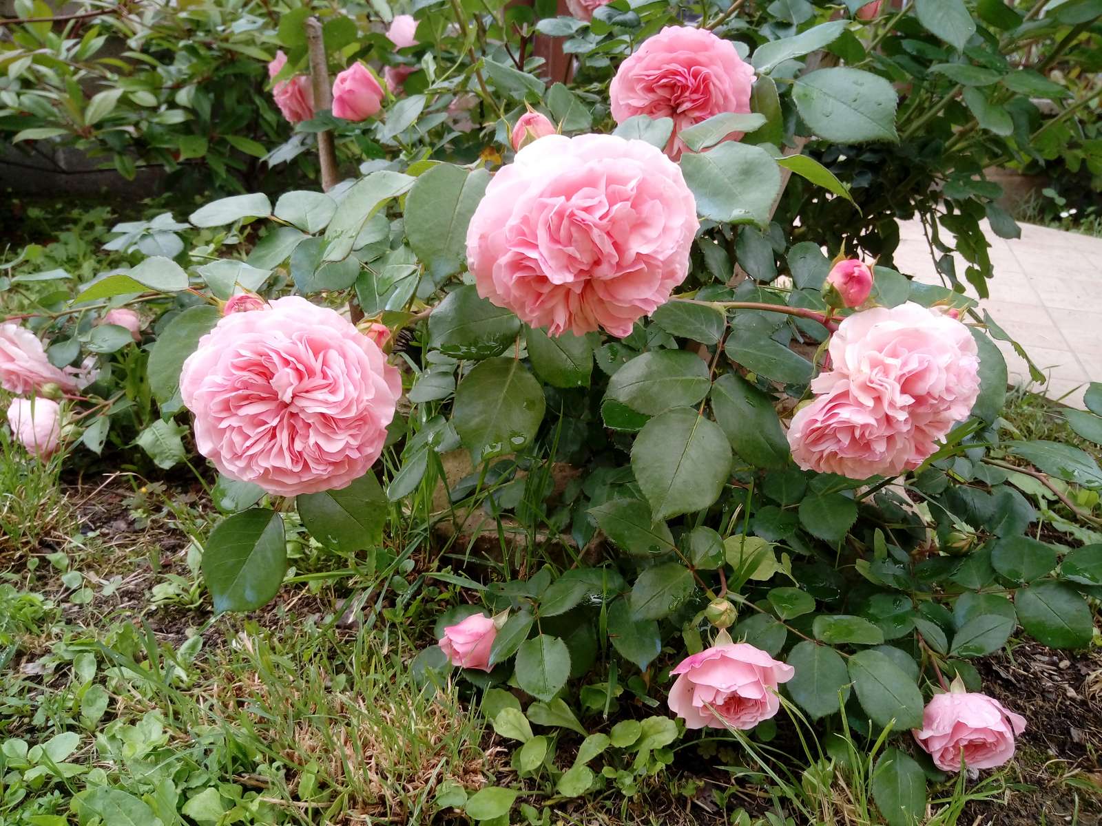 rosas debajo de la casa rompecabezas en línea