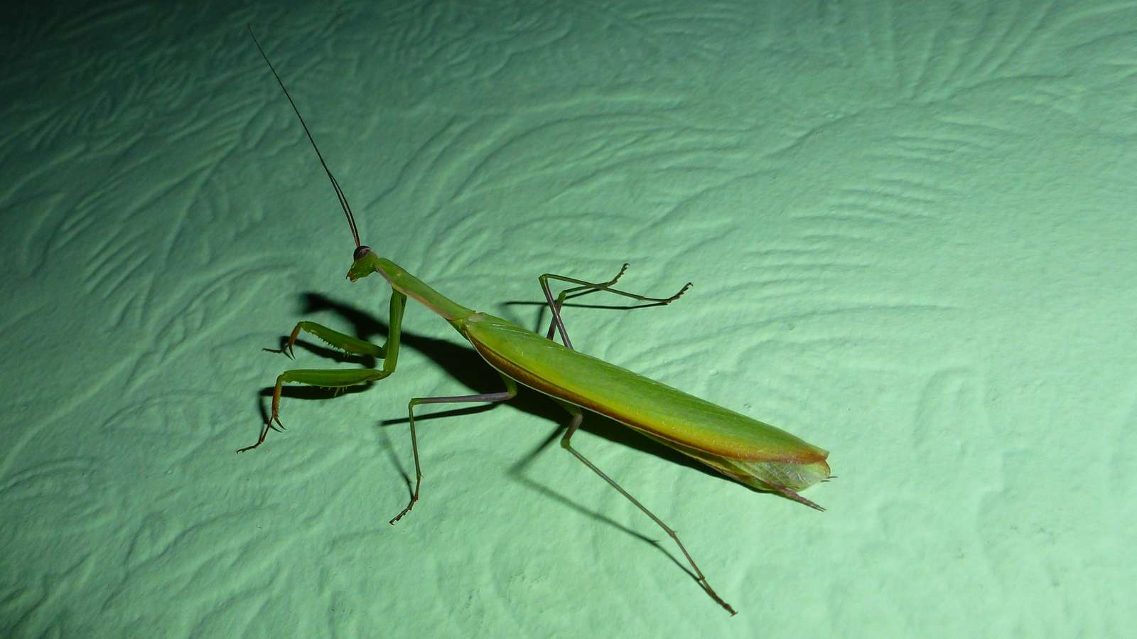 Praying mantis on the wall jigsaw puzzle online
