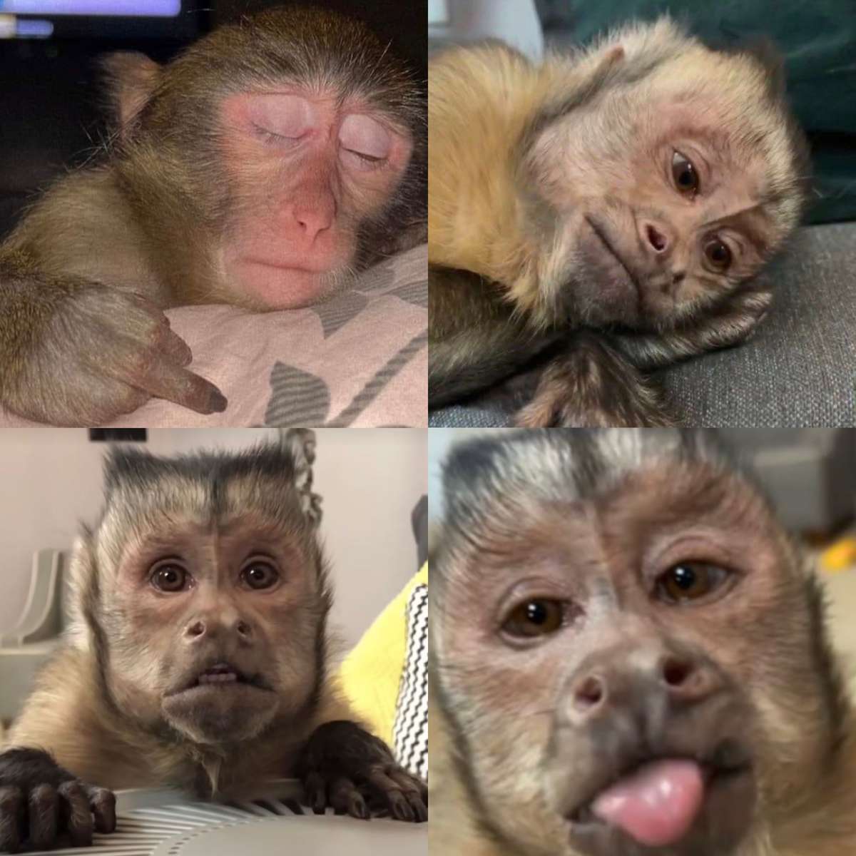 Μαϊμούδες 🥺 online παζλ