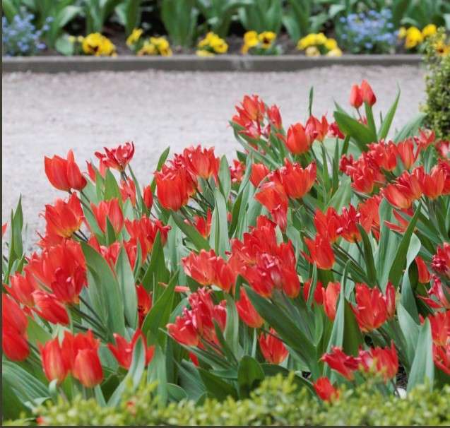 Slevy s tulipány skládačky online