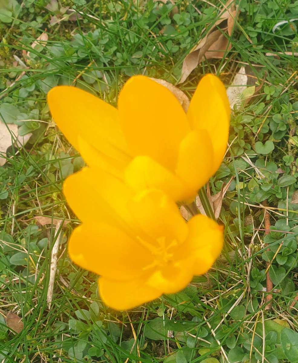 κίτρινα ανοιξιάτικα λουλούδια τον Φεβρουάριο παζλ online