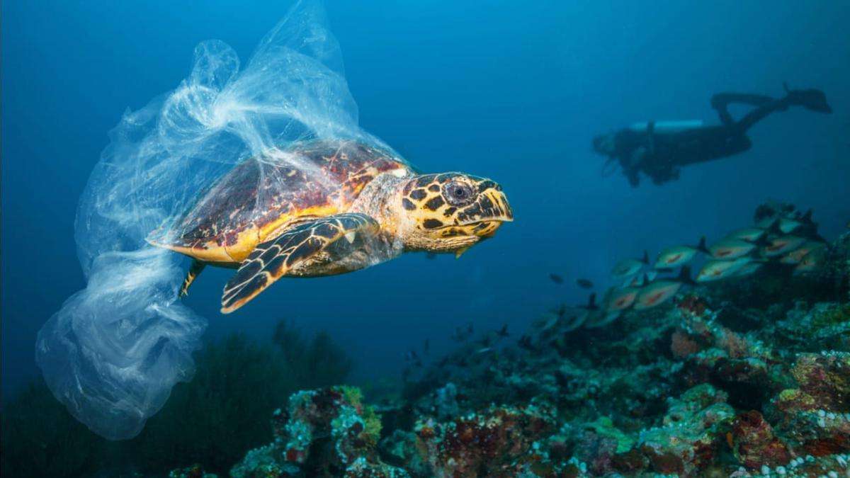 Θαλάσσια χελώνα online παζλ