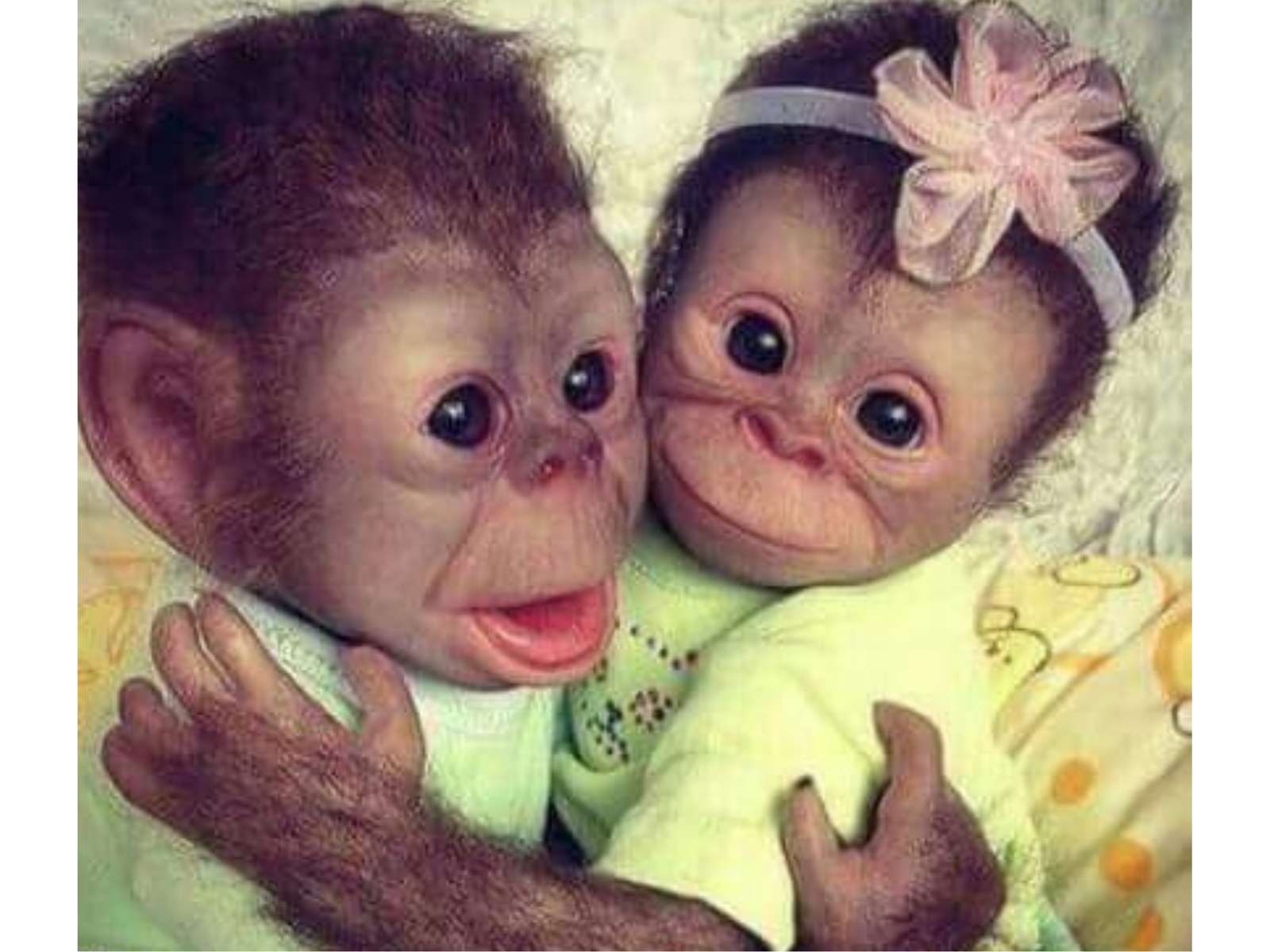 αγκαλιά μαϊμούδες online παζλ