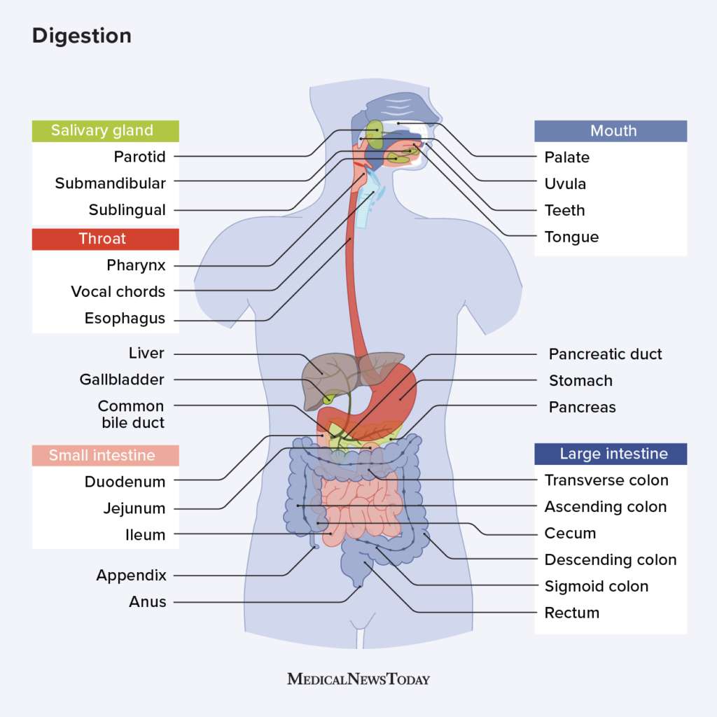 Image du système digestif puzzle en ligne