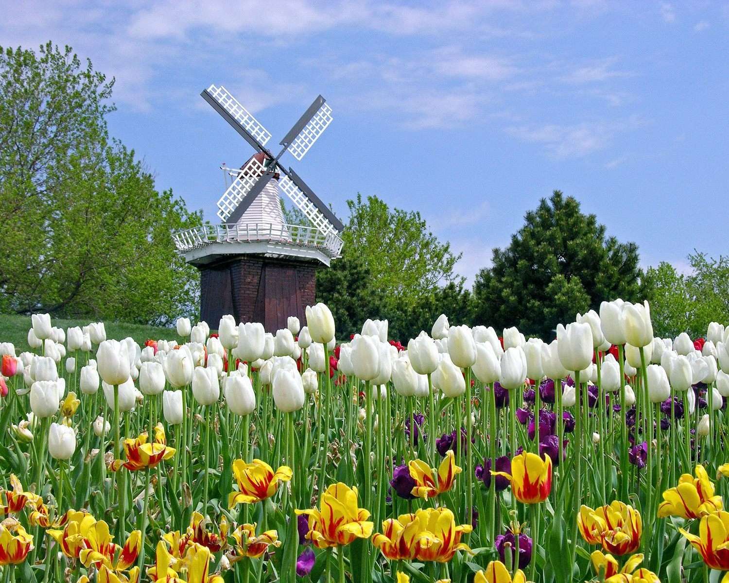 Windmühle und Tulpen Puzzlespiel online