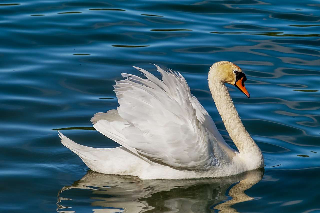 swan puzzle for kids online puzzle