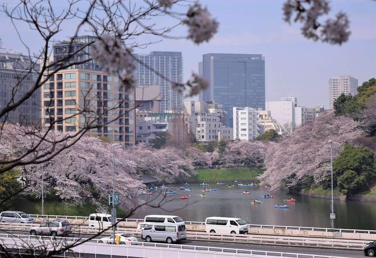 Edifici primaverili di Tokyo e fiori di ciliegio puzzle online