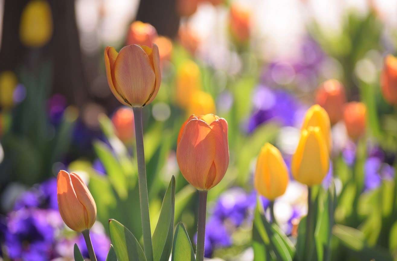 lindos tulipanes rompecabezas en línea