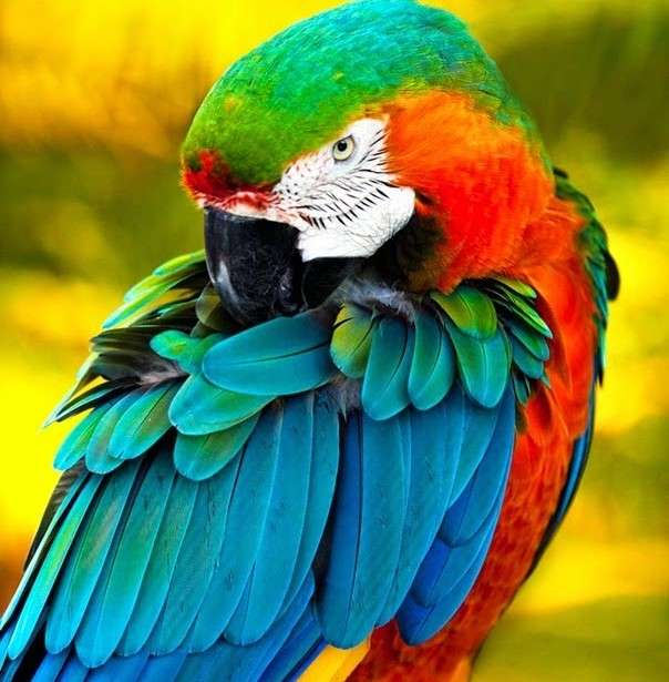 Ara. Exotisk fågel pussel på nätet