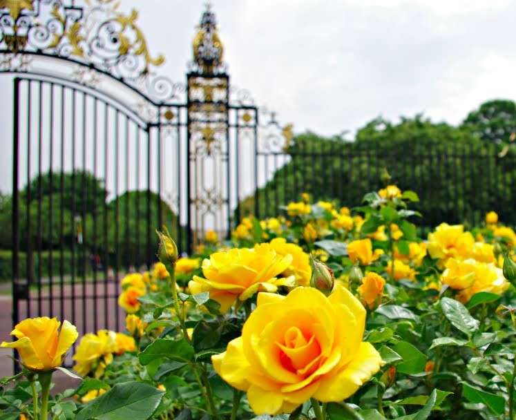 Canteiros de flores com rosas amarelas quebra-cabeças online