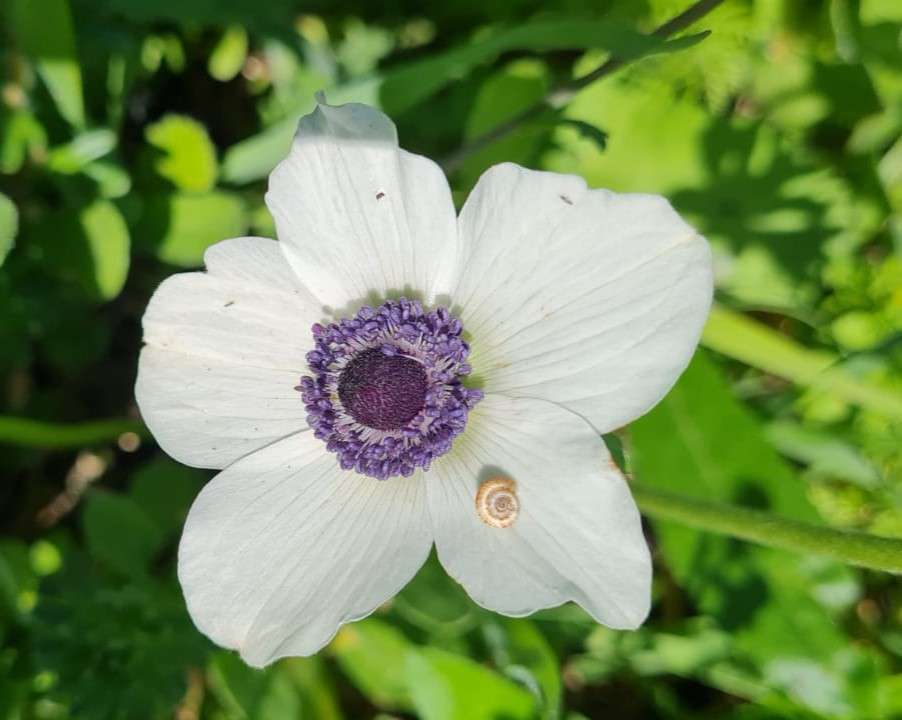 λευκό λουλούδι από κοντά παζλ online