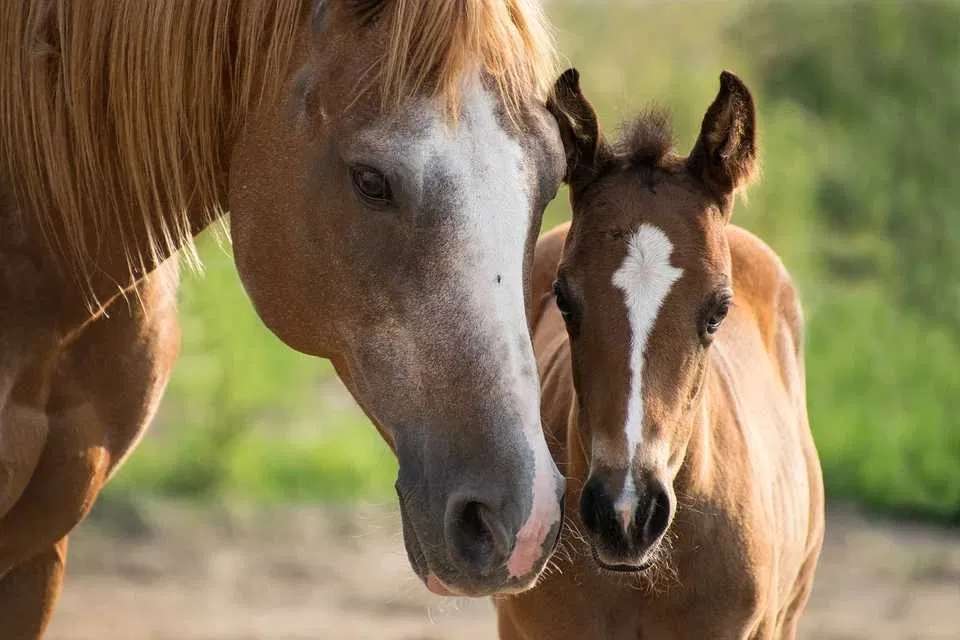 母馬と一緒に子馬 ジグソーパズルオンライン