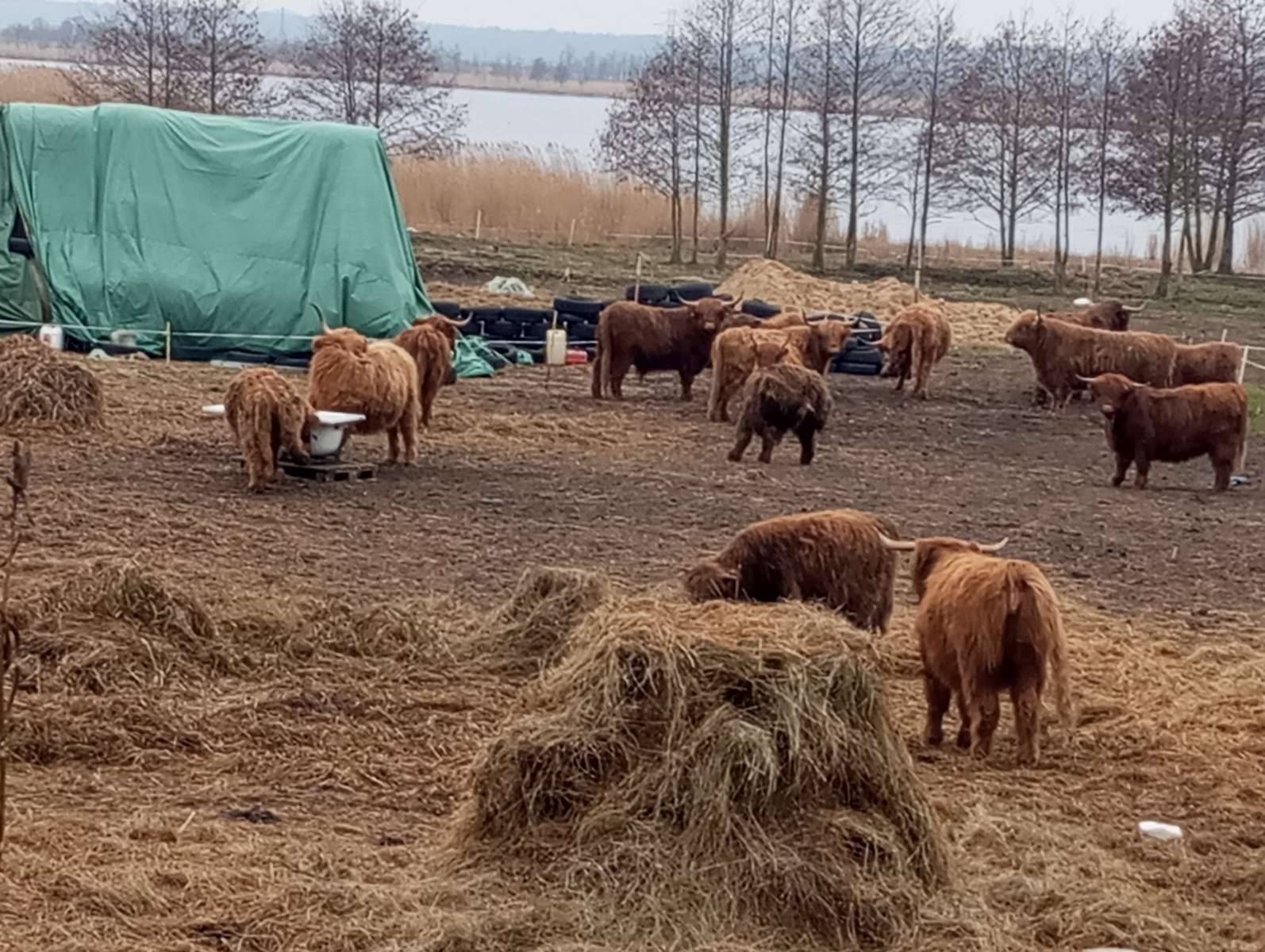 Állatok a legelőn kirakós online