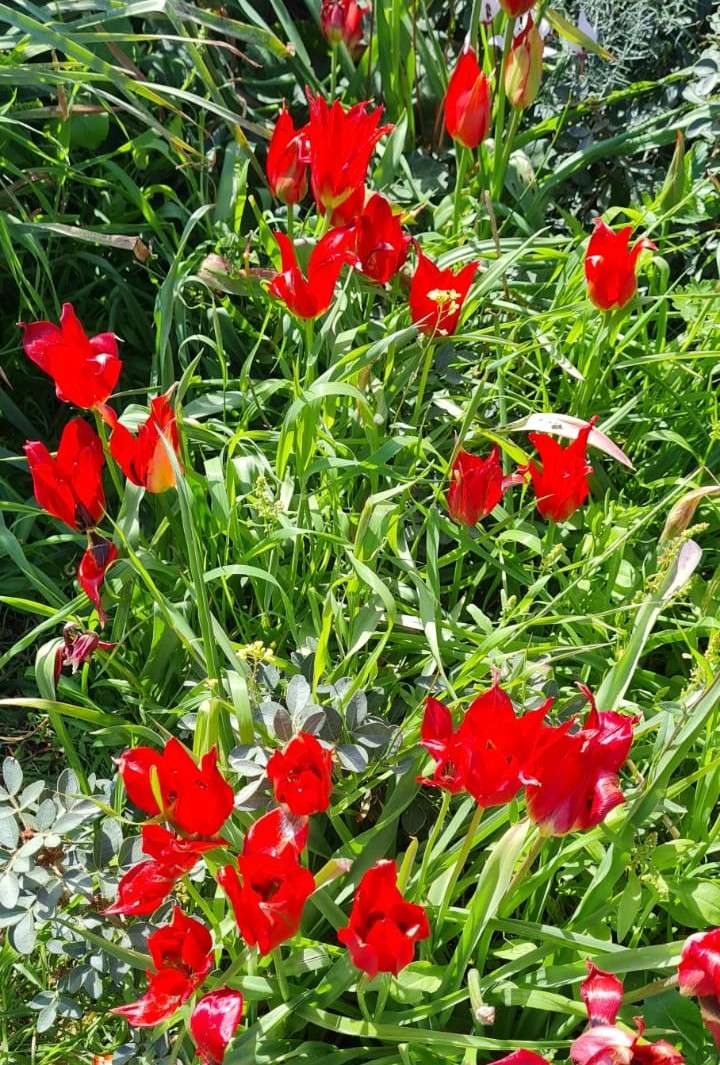 röda blommor på ängen pussel på nätet