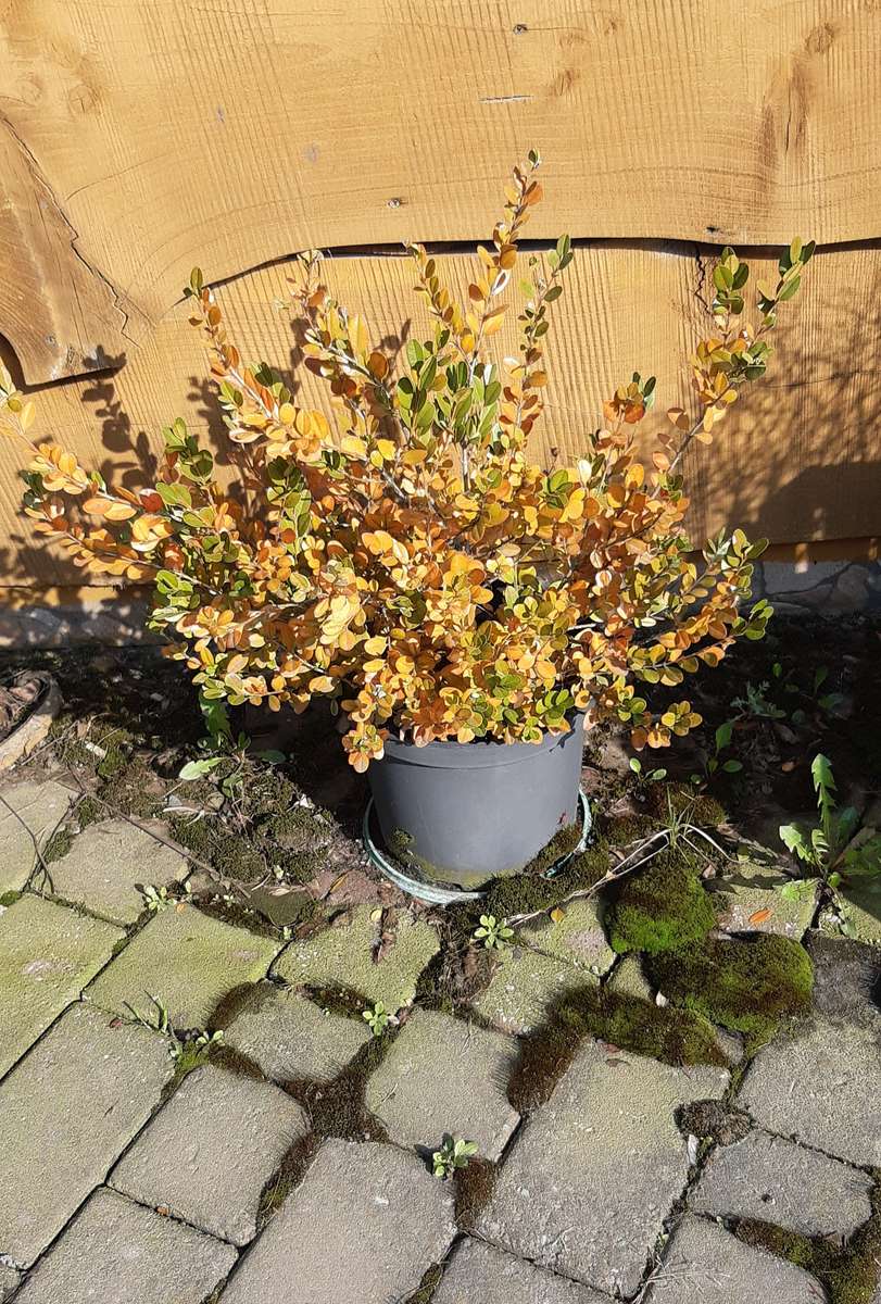 vaso con una pianta dopo l'inverno puzzle online
