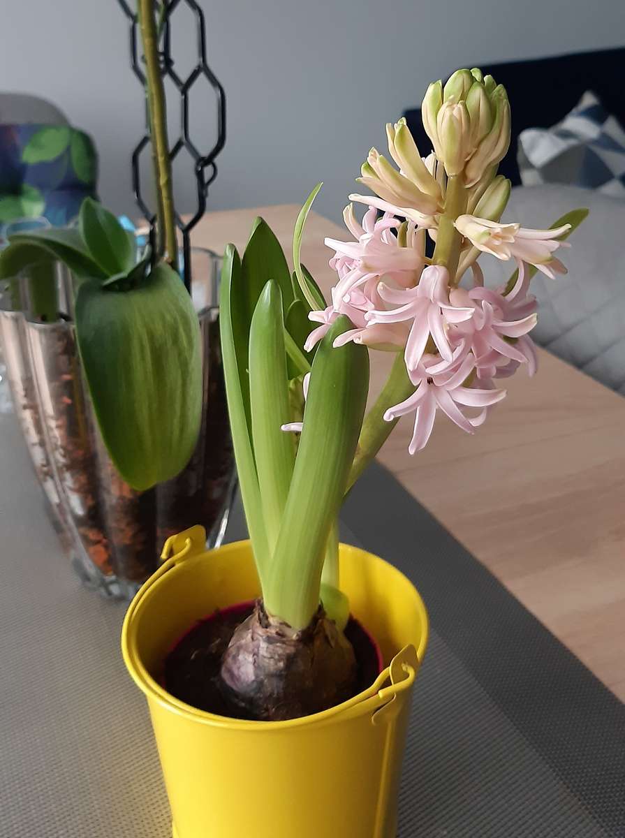 glödlampa hyacint i en kruka Pussel online