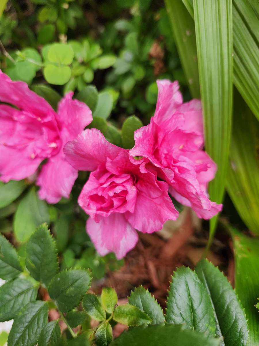 azaleas blooming on a bush online puzzle
