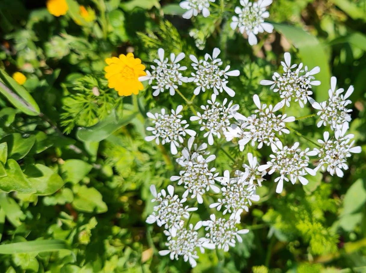 groene weide en bloemen online puzzel