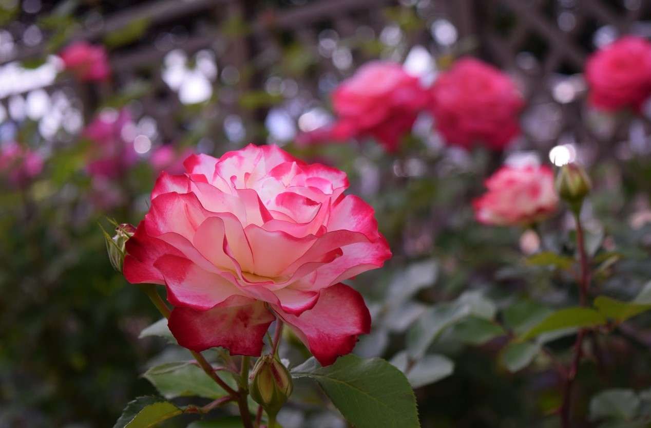 mooie roze bloem online puzzel