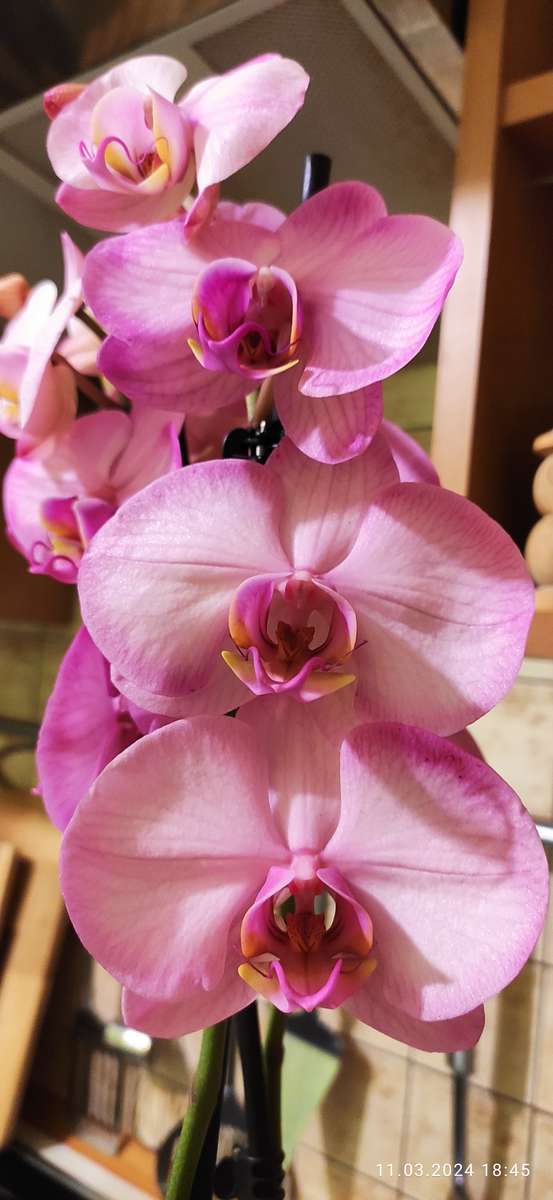 Розовые цветы орхидеи пазл онлайн