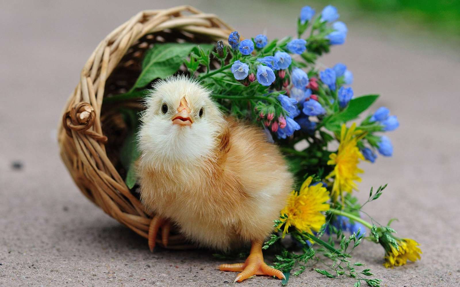 baby chick and flowers jigsaw puzzle online