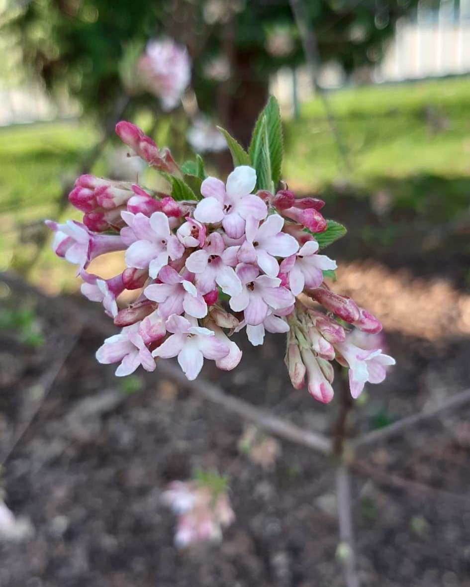első tavaszi virágok kirakós online