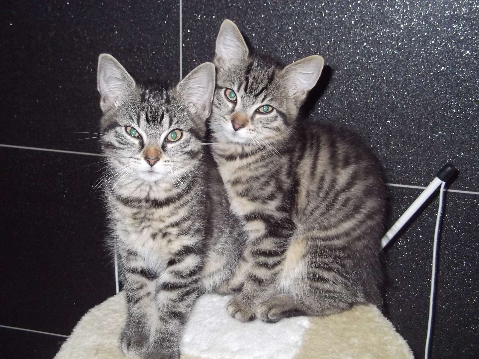 Две котки онлайн пъзел
