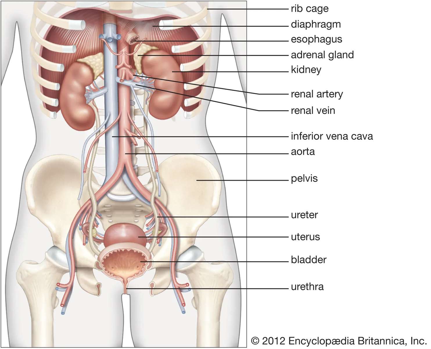 El sistema urinario rompecabezas en línea