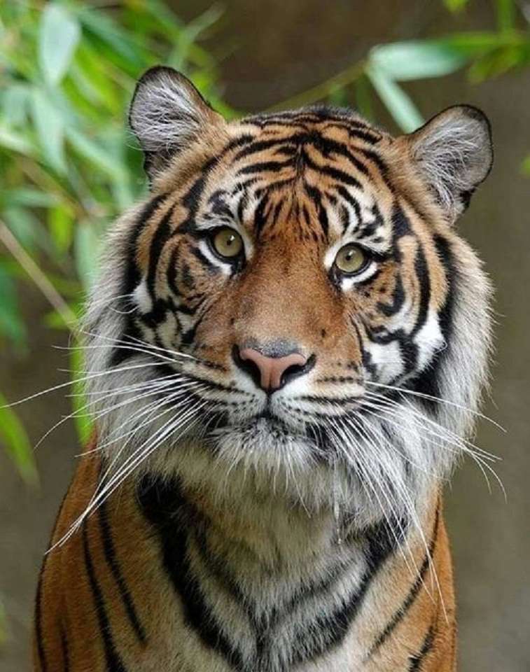 bengálský tygr online puzzle