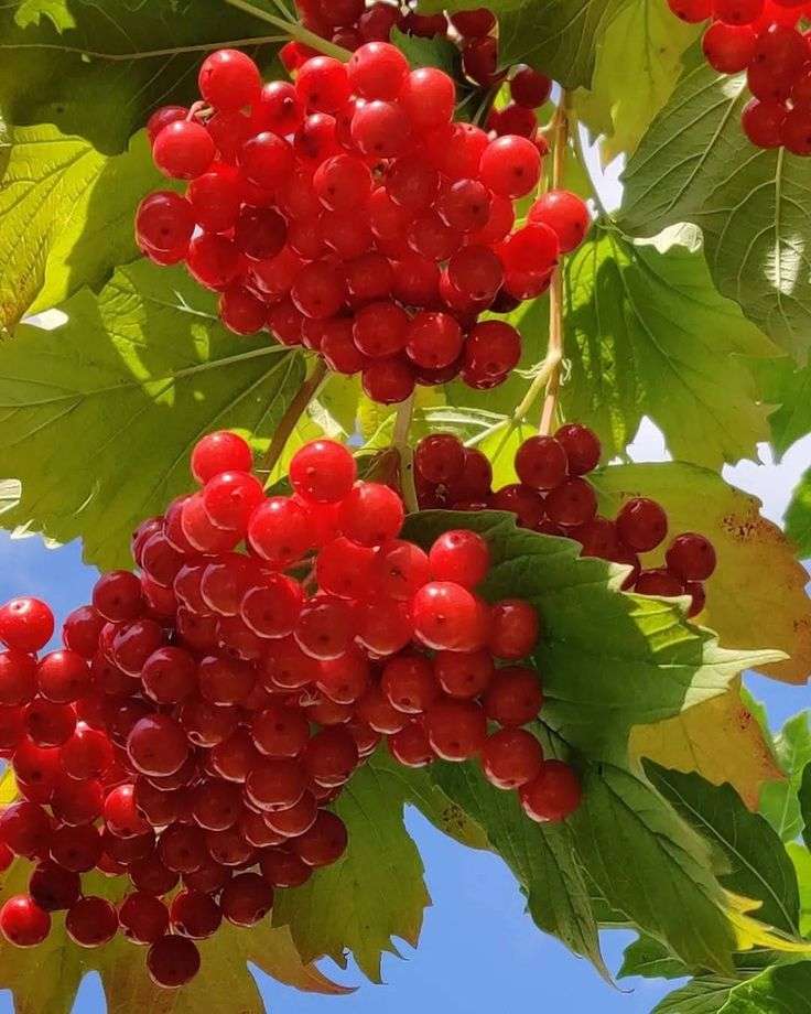 Viburnum est un symbole de l'Ukraine puzzle en ligne