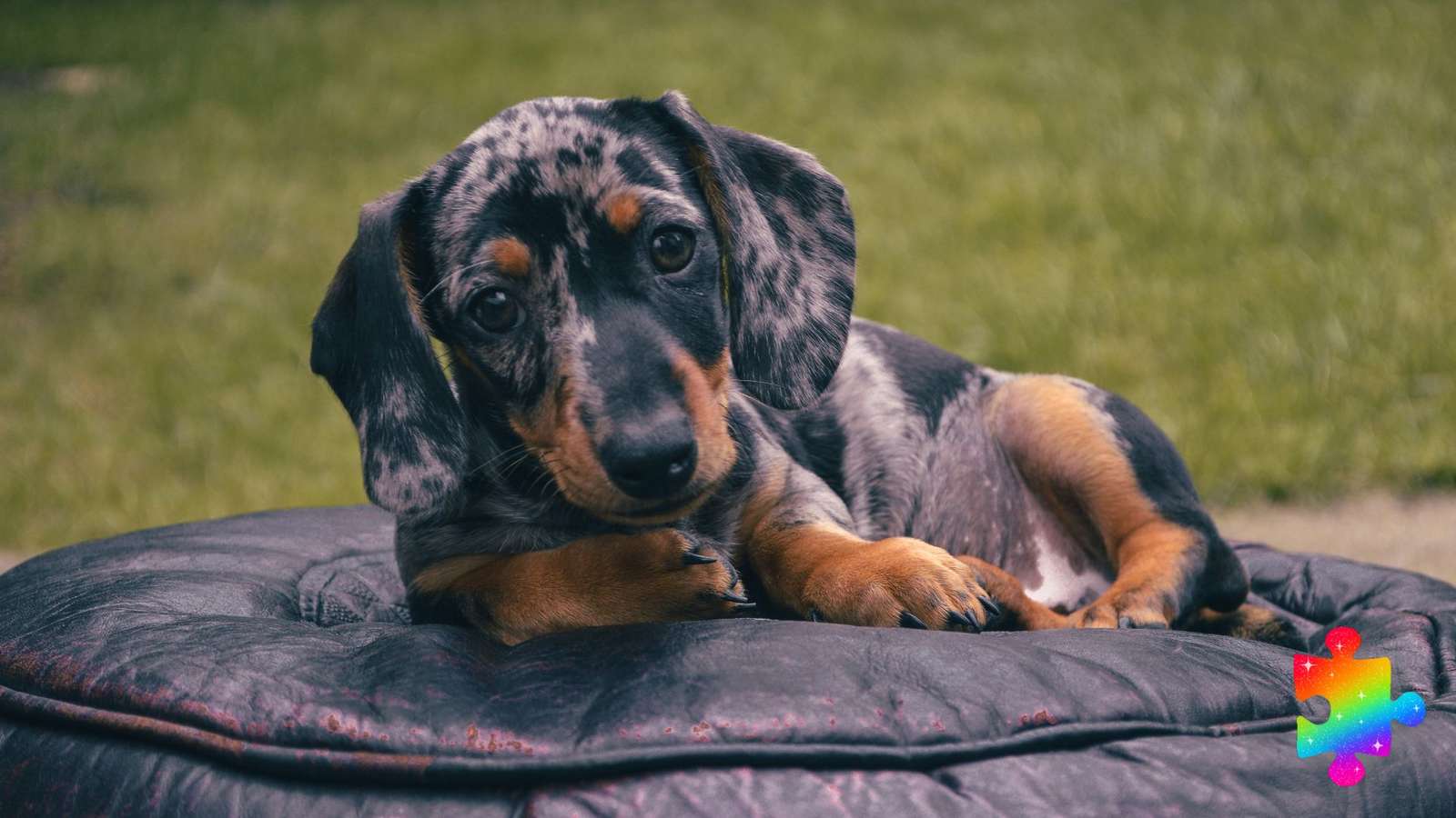 Lindo cachorro de perro salchicha rompecabezas en línea