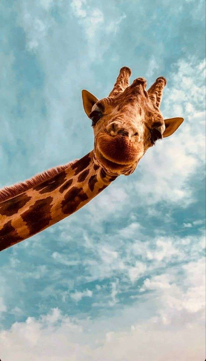 mooie giraffe online puzzel