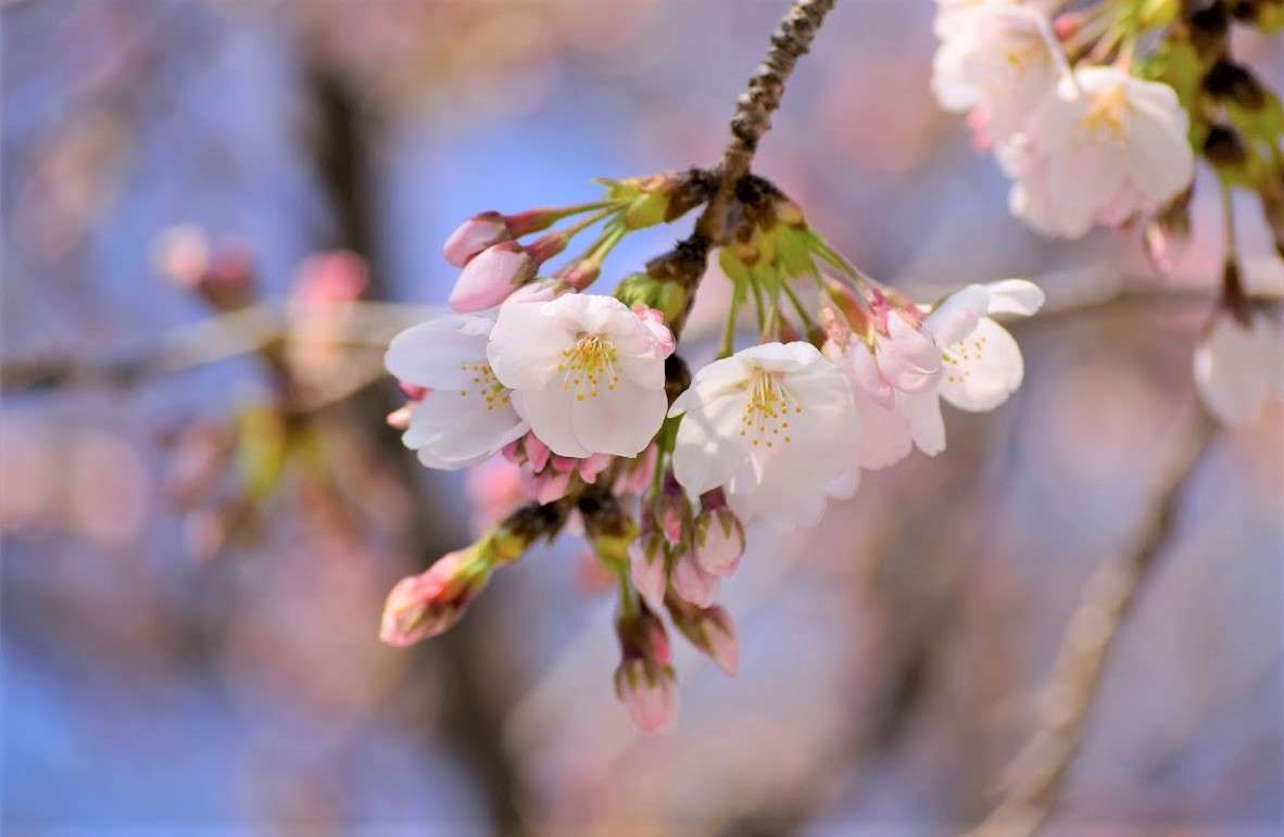 Den efterlängtade blomningen av körsbärsblommor pussel på nätet