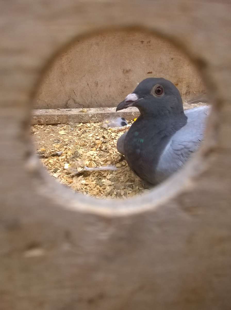 mon pigeon ours en peluche puzzle en ligne