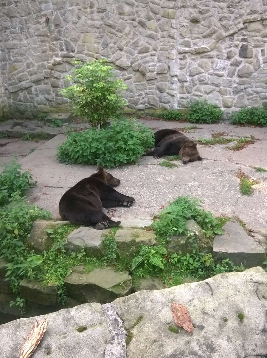 medvék az állatkertben online puzzle