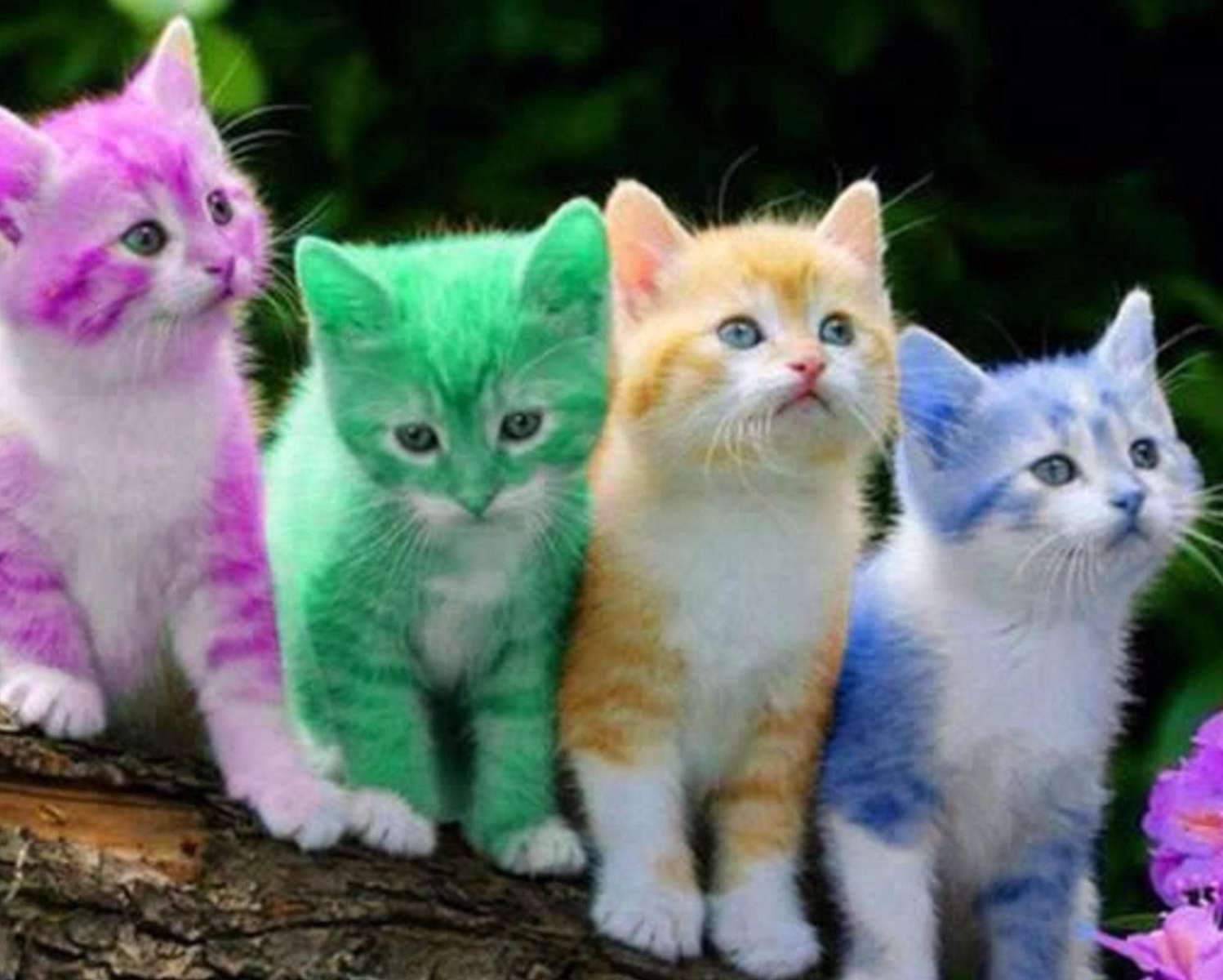 Gatinhos coloridos quebra-cabeças online