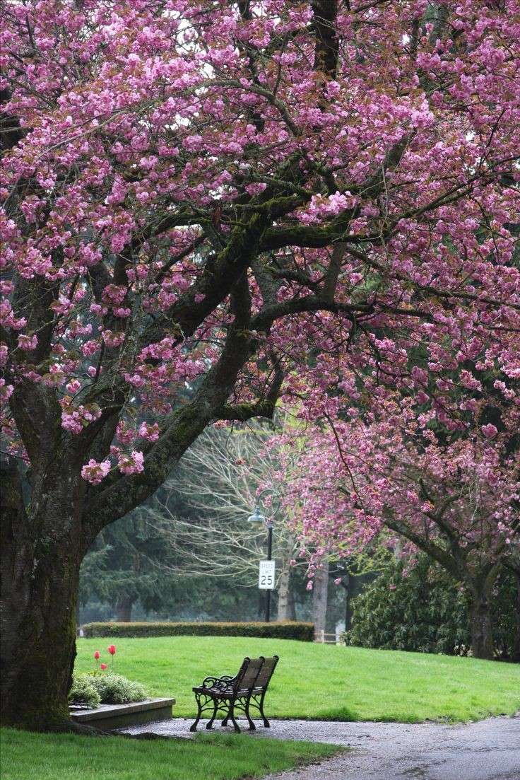 La Primavera rompecabezas en línea