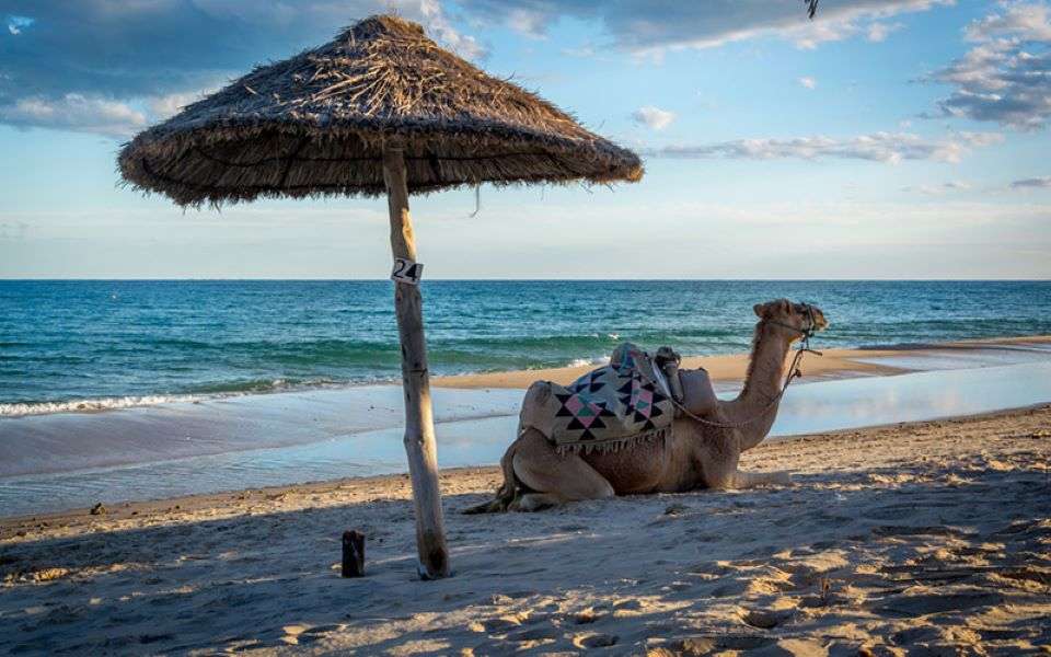 Дромадер у моря в Тунисе в Африке онлайн-пазл