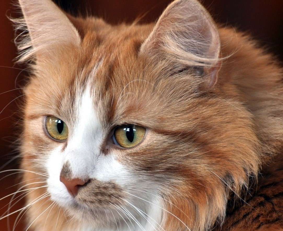 Gyönyörű cica kirakós online