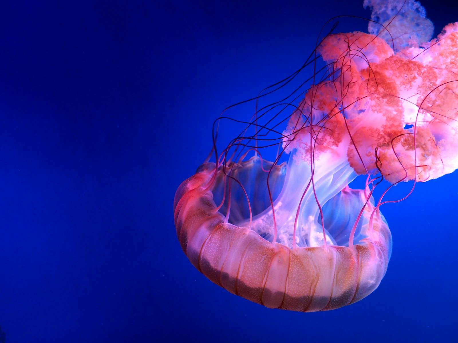 Jellyfish rompecabezas en línea