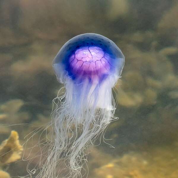 Медуза онлайн-пазл